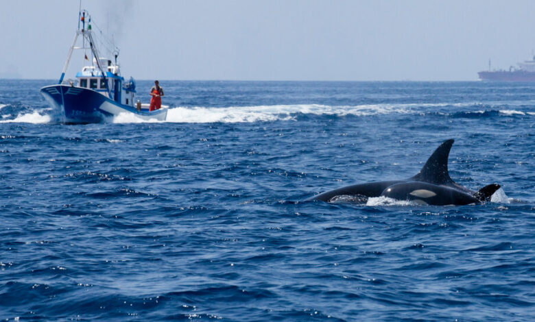 Orcas sank another boat near Iberia, making sailors nervous before the summer