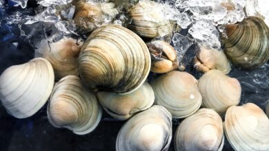 California mother fined $88,000 after children mistook clams for seashells