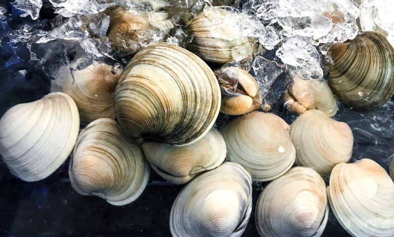 California mother fined $88,000 after children mistook clams for seashells