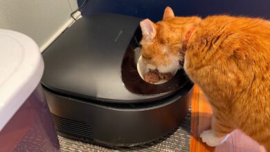 Best automatic pet feeders of 2024