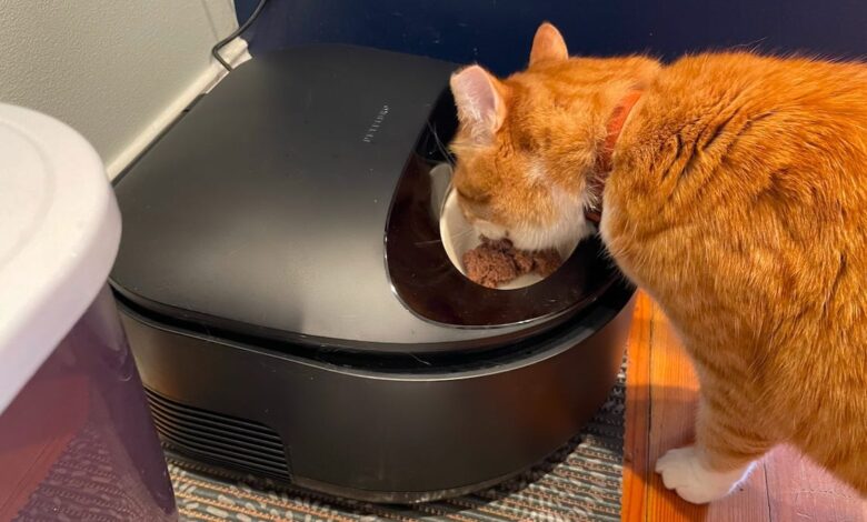 Best automatic pet feeders of 2024