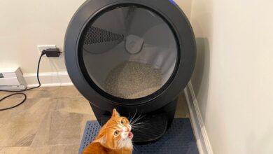 Best self-cleaning litter box of 2024: Expert tested