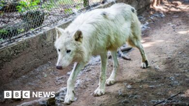 Jogger injured by wolf in Thoiry park