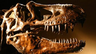 Dinosaur fossil breaks auction record after US buyer pays $45 million