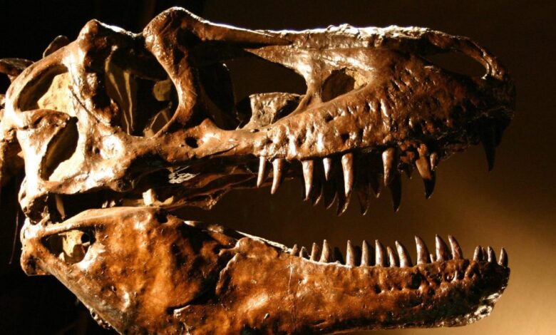 Dinosaur fossil breaks auction record after US buyer pays $45 million