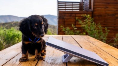 You Can Now Own SpaceX's Starlink Mini Internet Antenna That Fits in Your Backpack