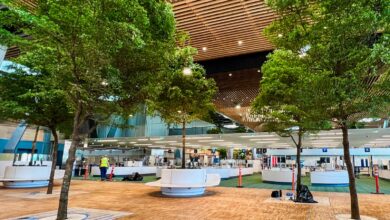 A look inside the tree-lined new main terminal at Portland International Airport