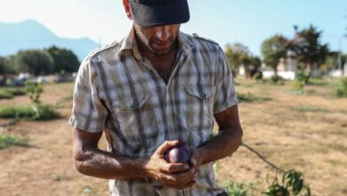 Mango farming in Greece is the latest experiment in bizarre climate change as drought becomes the norm