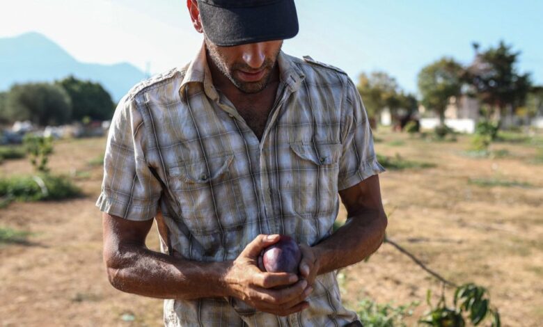 Mango farming in Greece is the latest experiment in bizarre climate change as drought becomes the norm