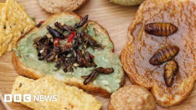 Proponents of eating insects face a culinary challenge: taste.