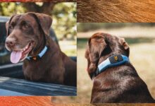 This talking pet collar is like a Chatbot for your dog