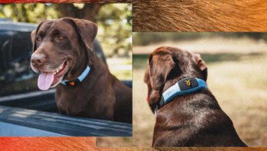 This talking pet collar is like a Chatbot for your dog