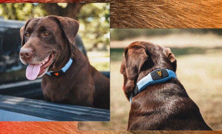 This talking pet collar is like a Chatbot for your dog