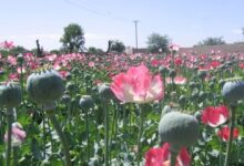 The increase in opium cultivation in Afghanistan reflects economic hardship, despite the Taliban's ban