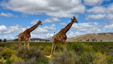 Uber Safari explores South Africa's wildlife until February 2025 and we tested it