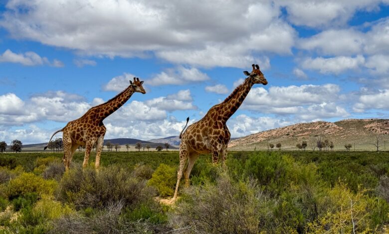 Uber Safari explores South Africa's wildlife until February 2025 and we tested it