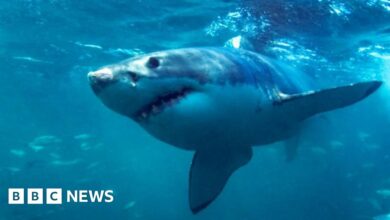 Shark attacks on surfers can be prevented by LED lights