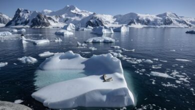 Seals sitting on floating ice in Antarctica