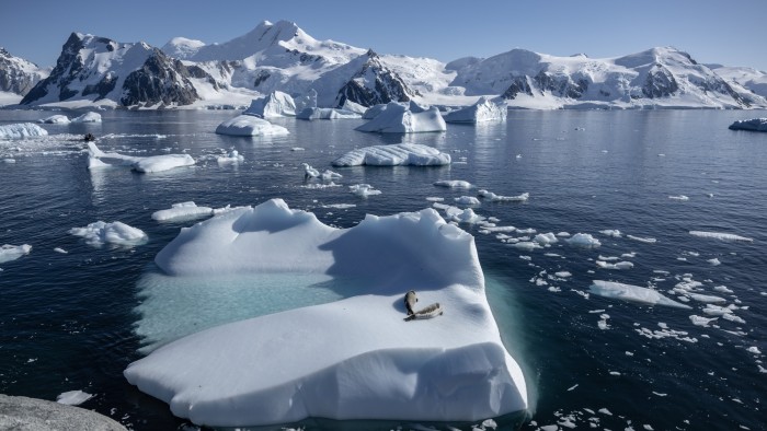 Seals sitting on floating ice in Antarctica