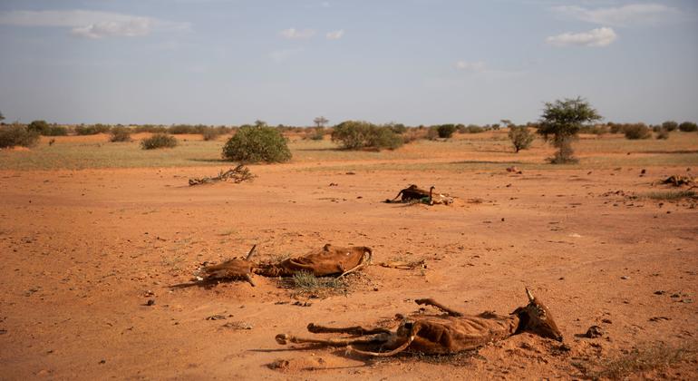 'Silent killer, slow onset': Drought explained